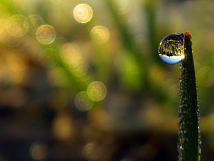 selective focus photography of water dew drop on green leaf